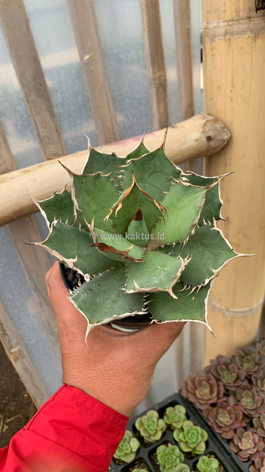 963. Agave Titanota FO 76 - Image 5
