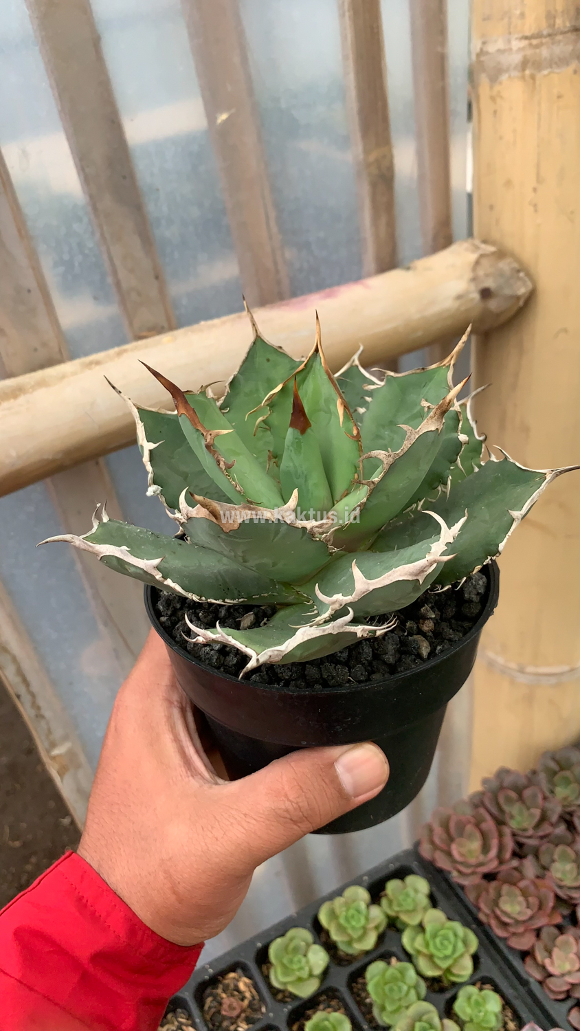 963. Agave Titanota FO 76 - Image 4