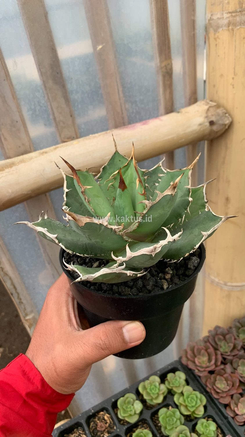 963. Agave Titanota FO 76 - Image 3