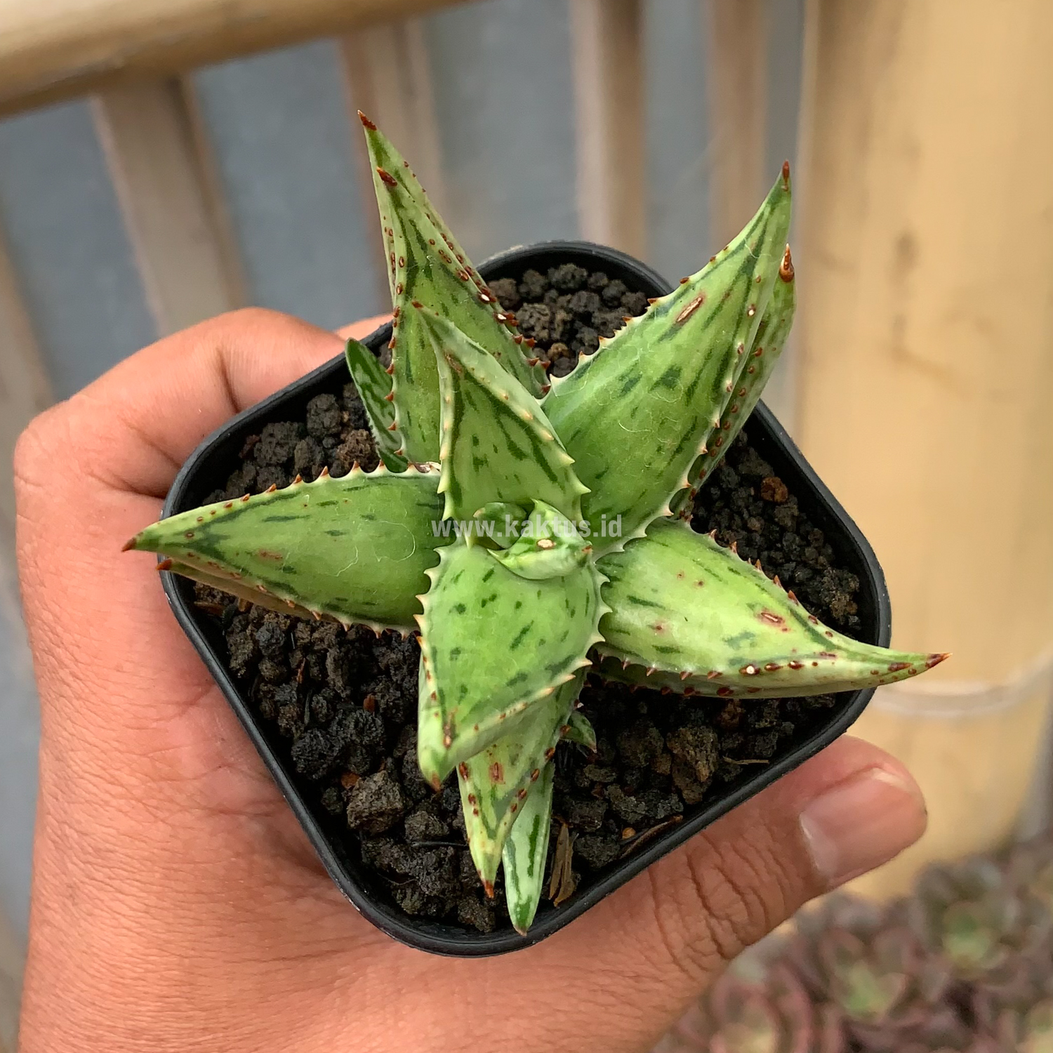 964. Aloe Jucunda Silver Variegated - Image 6