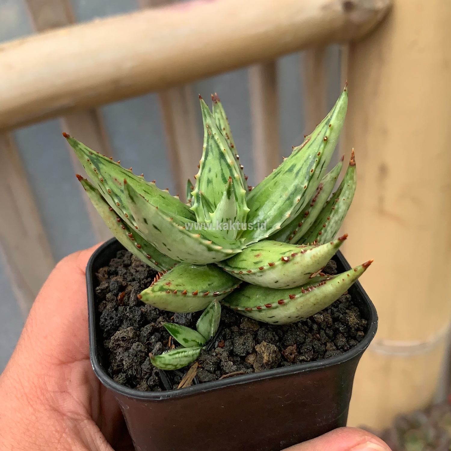 964. Aloe Jucunda Silver Variegated - Image 5