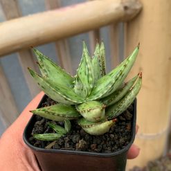 Alternative view of 964. Aloe Jucunda Silver Variegated