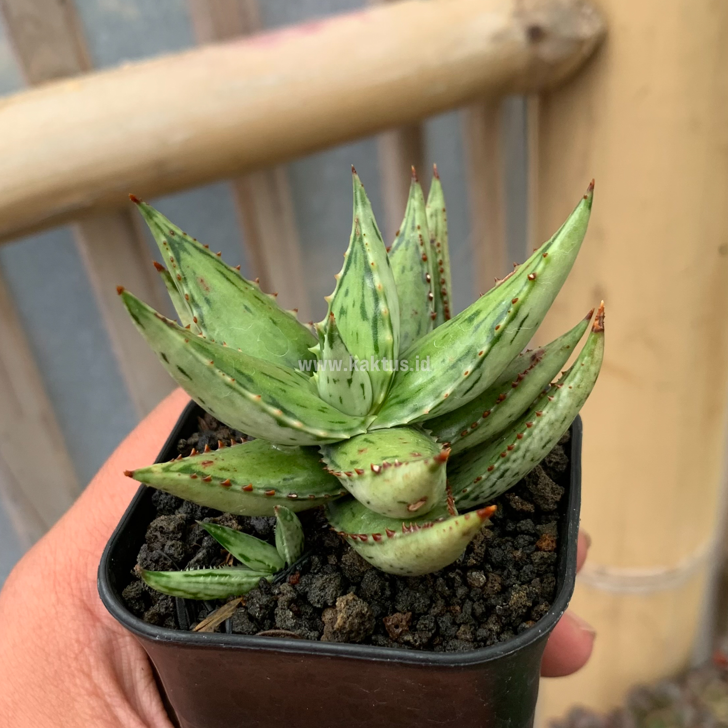 964. Aloe Jucunda Silver Variegated - Image 2
