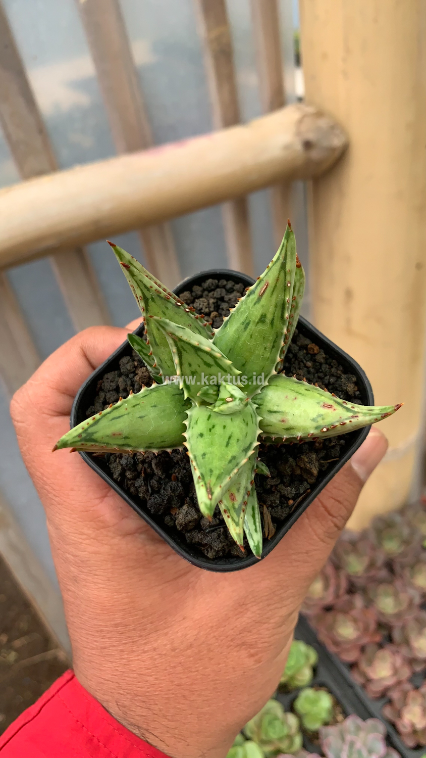 964. Aloe Jucunda Silver Variegated - Image 4