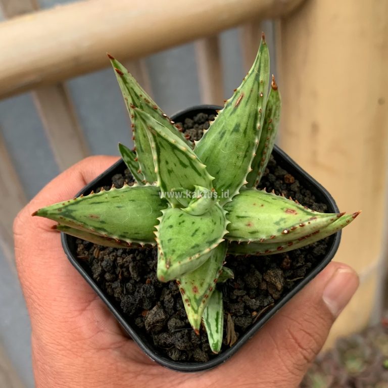 964. Aloe Jucunda Silver Variegated