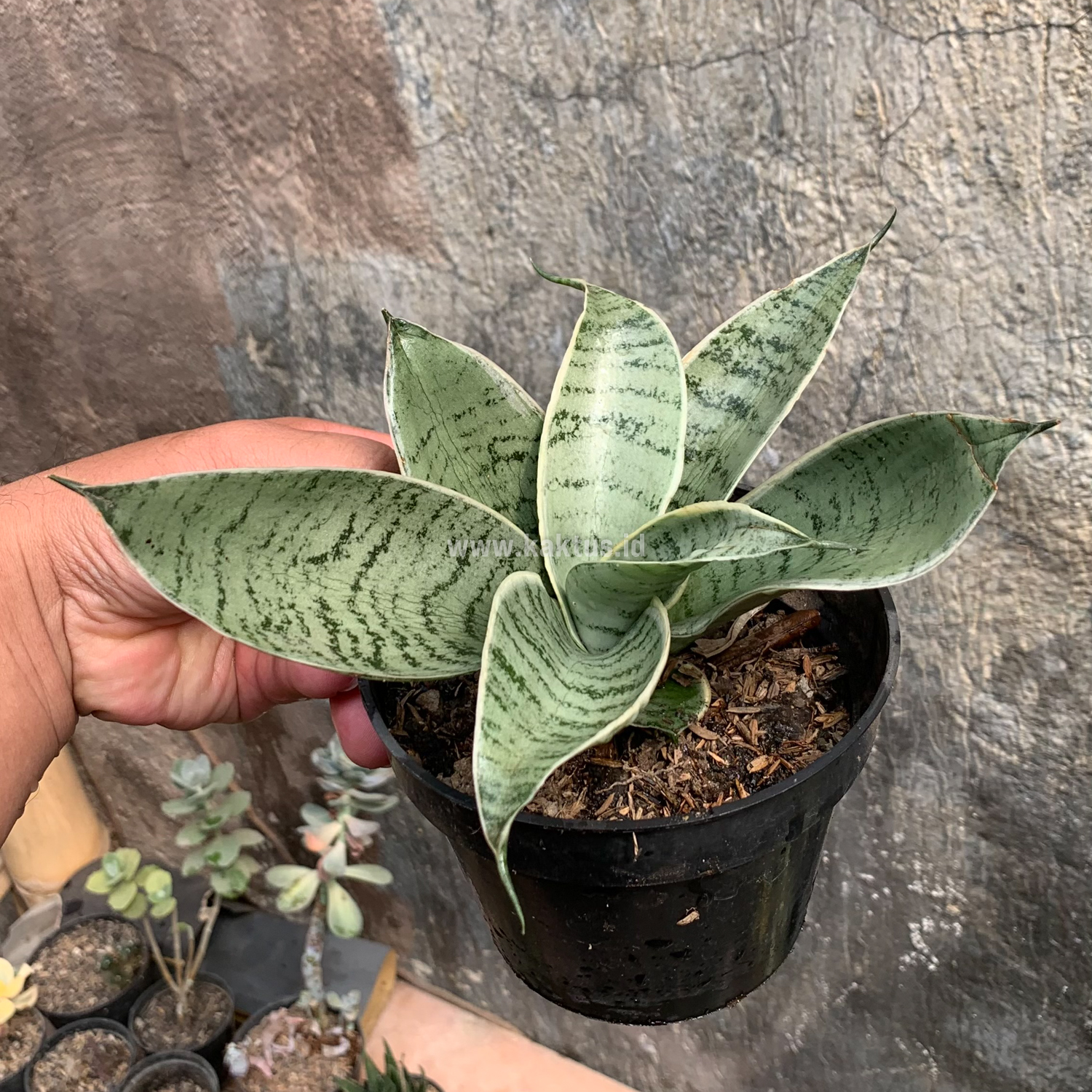 966. Sansevieria Hahniii Cream - Image 4