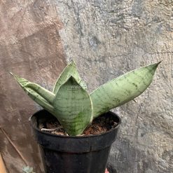 Alternative view of 966. Sansevieria Hahniii Cream