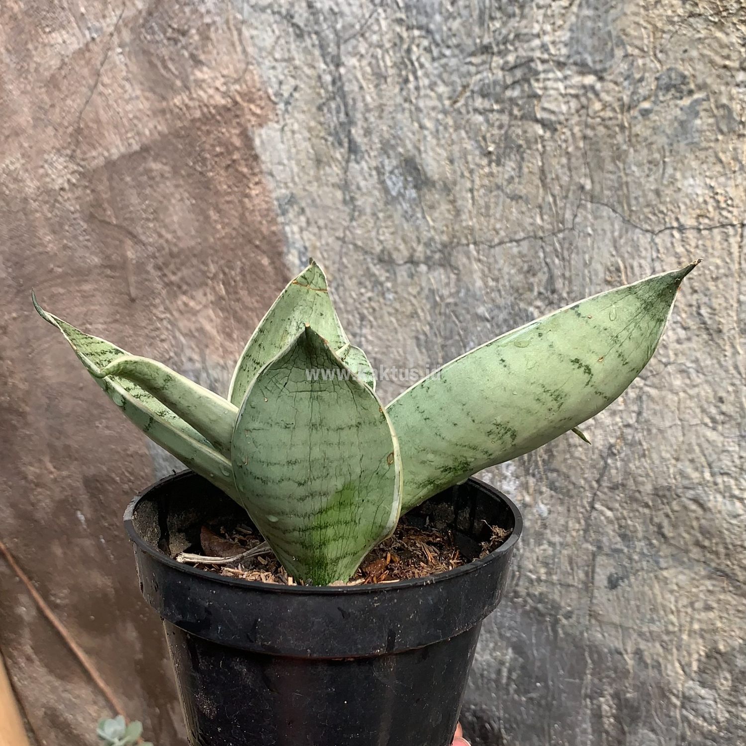 966. Sansevieria Hahniii Cream - Image 2