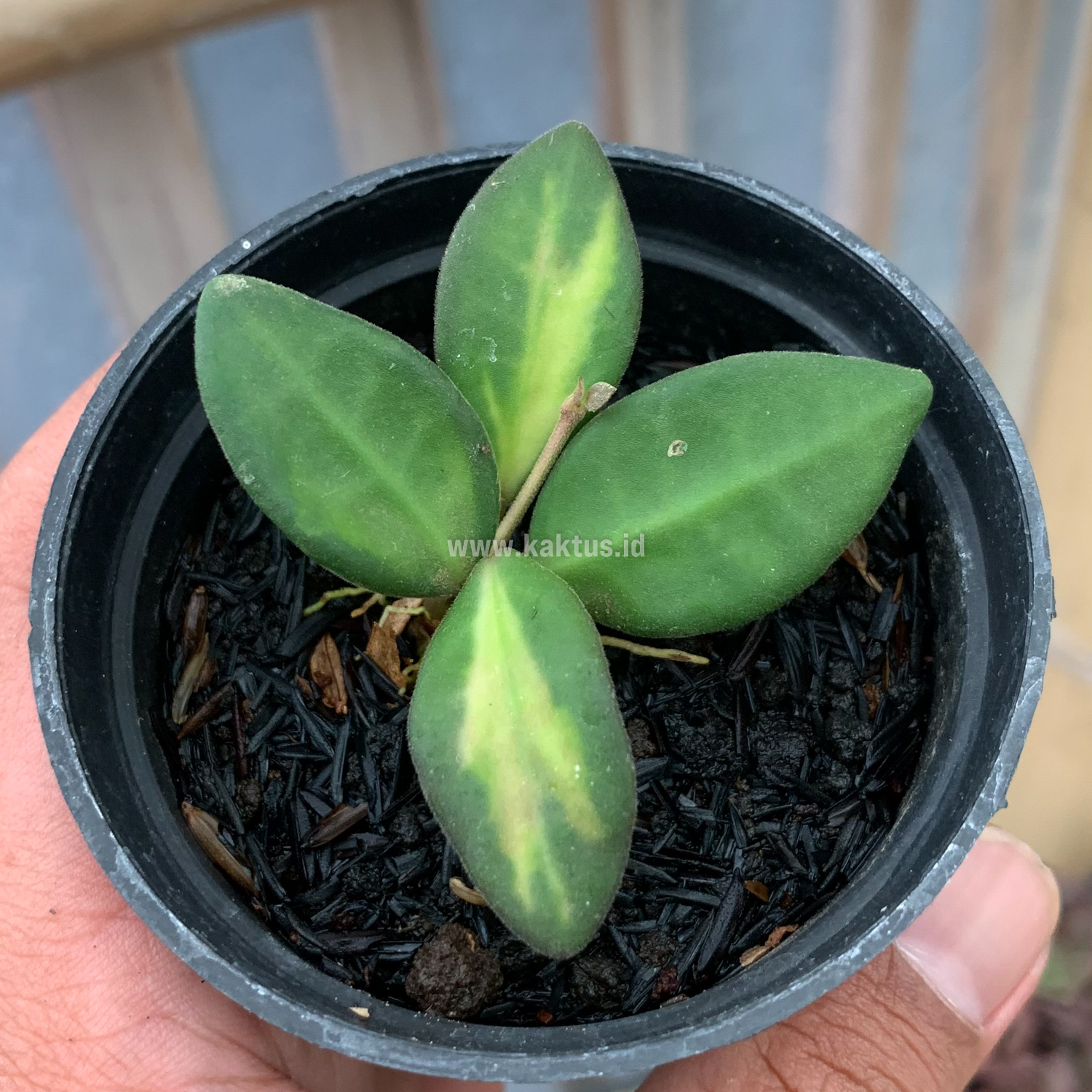 967. Hoya Aff Bortoniae - Image 2