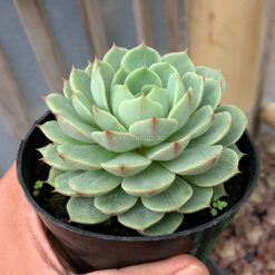 Alternative view of 968. Echeveria Ben Badis White Splash
