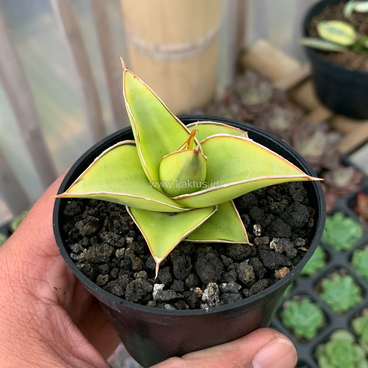 969. Sansevieria Lavranos Aurea Variegated - Image 8