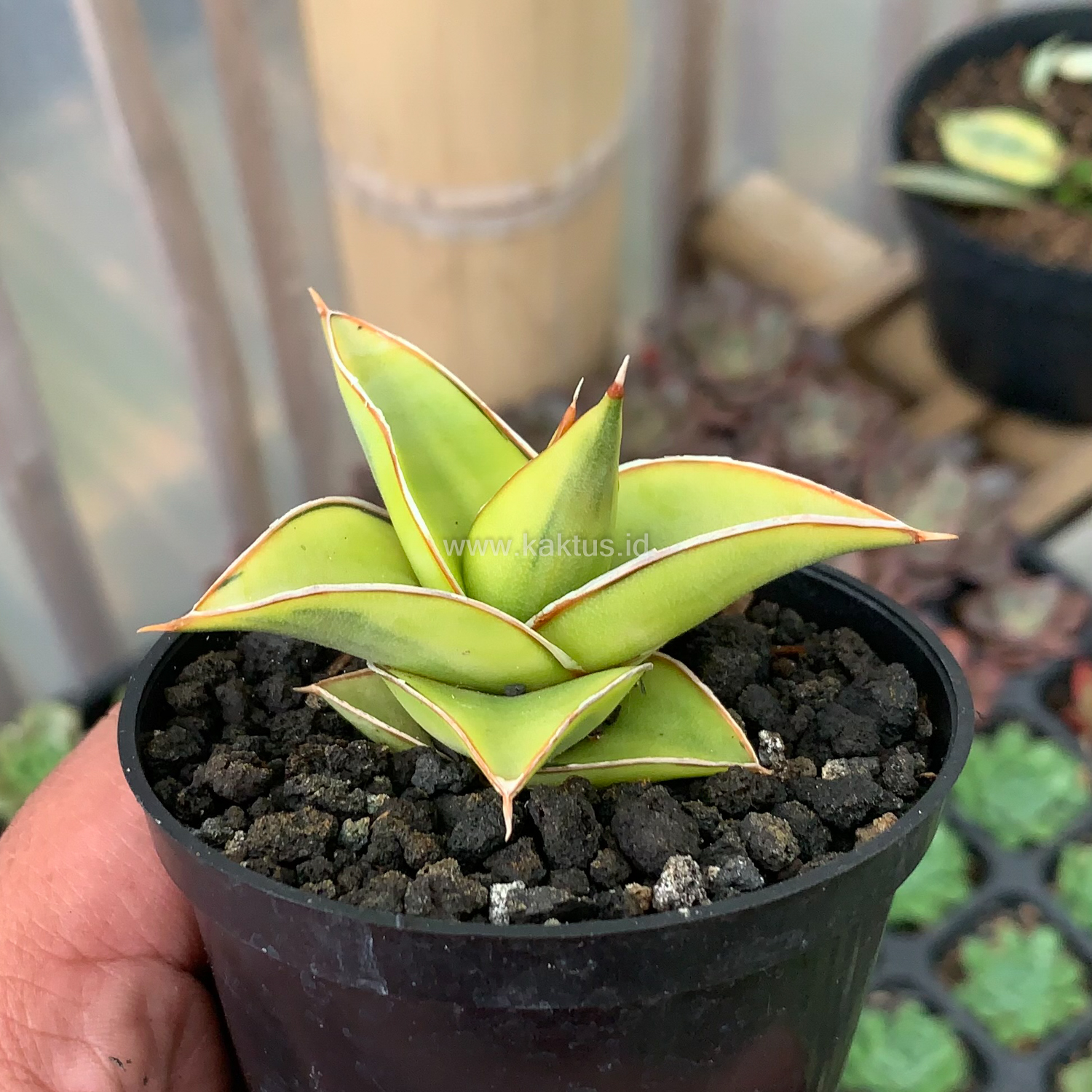 969. Sansevieria Lavranos Aurea Variegated - Image 7