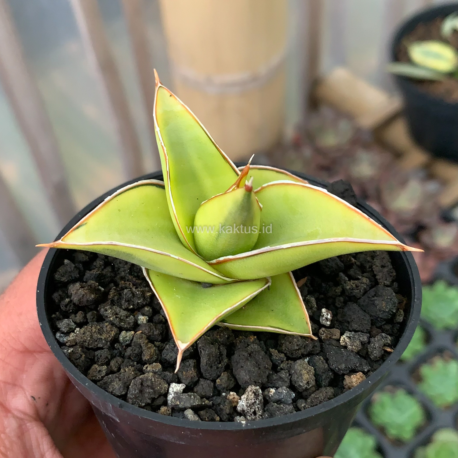 969. Sansevieria Lavranos Aurea Variegated - Image 6