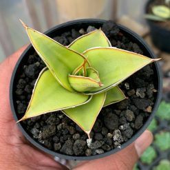 Alternative view of 969. Sansevieria Lavranos Aurea Variegated
