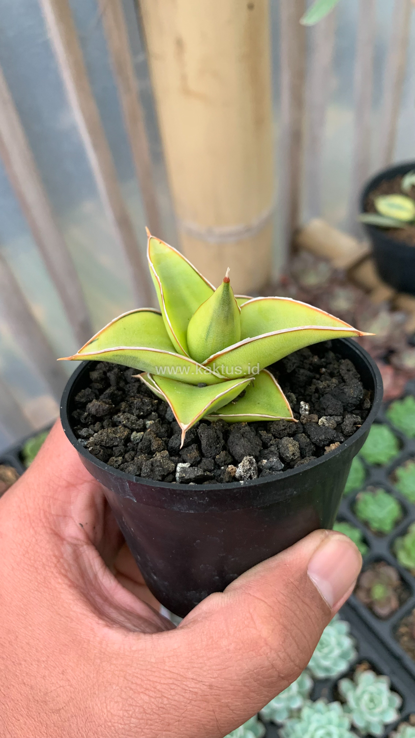 969. Sansevieria Lavranos Aurea Variegated - Image 3