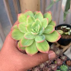 Alternative view of 970. Echeveria Lemon Blood Spot