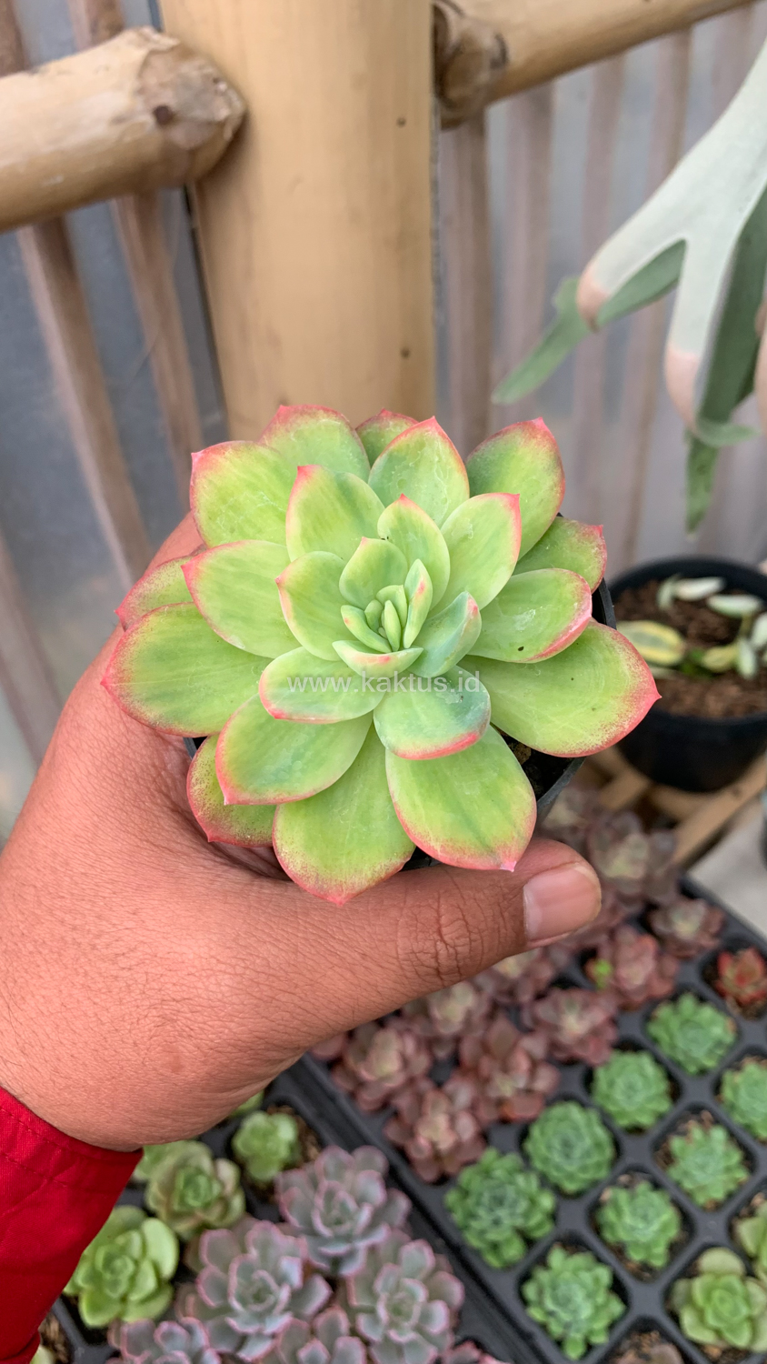 970. Echeveria Lemon Blood Spot - Image 2