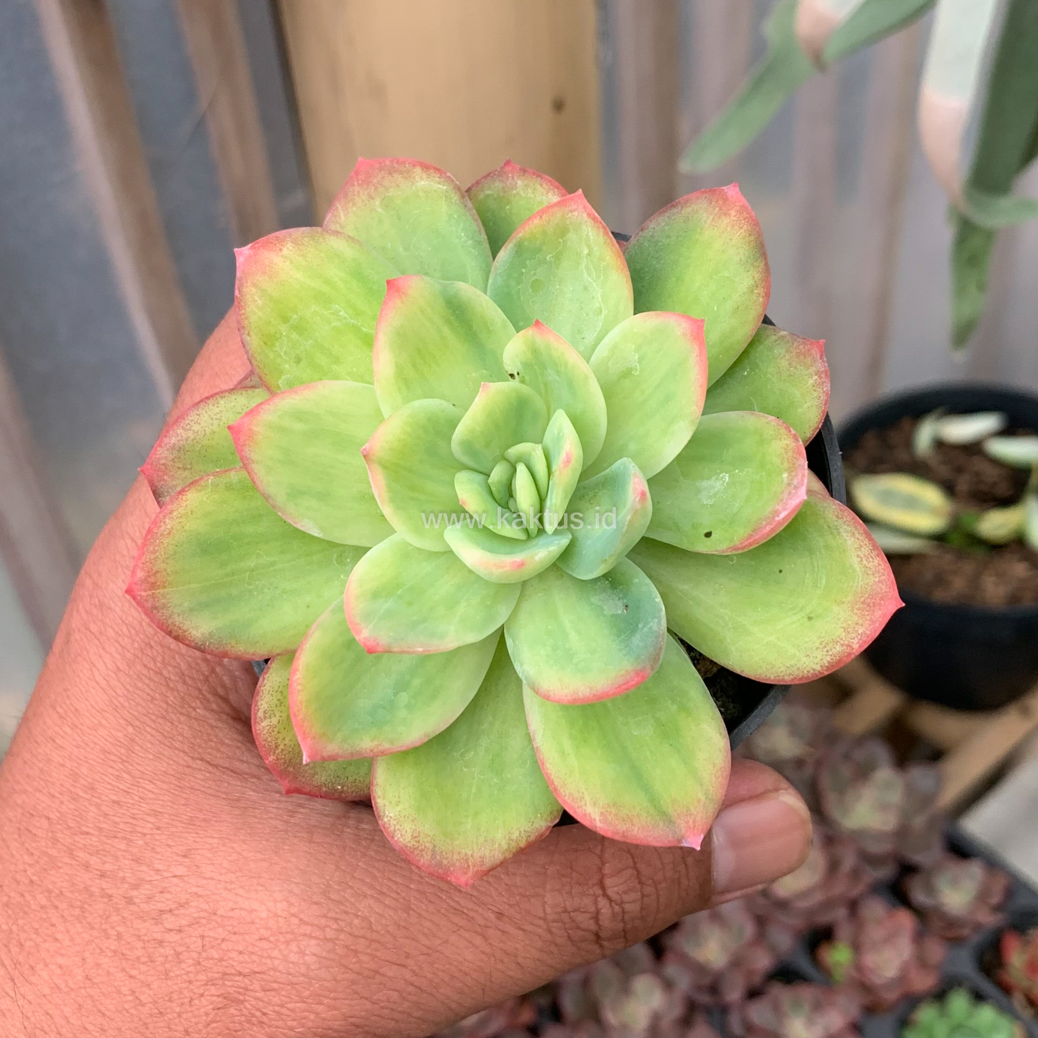 970. Echeveria Lemon Blood Spot - Image 7