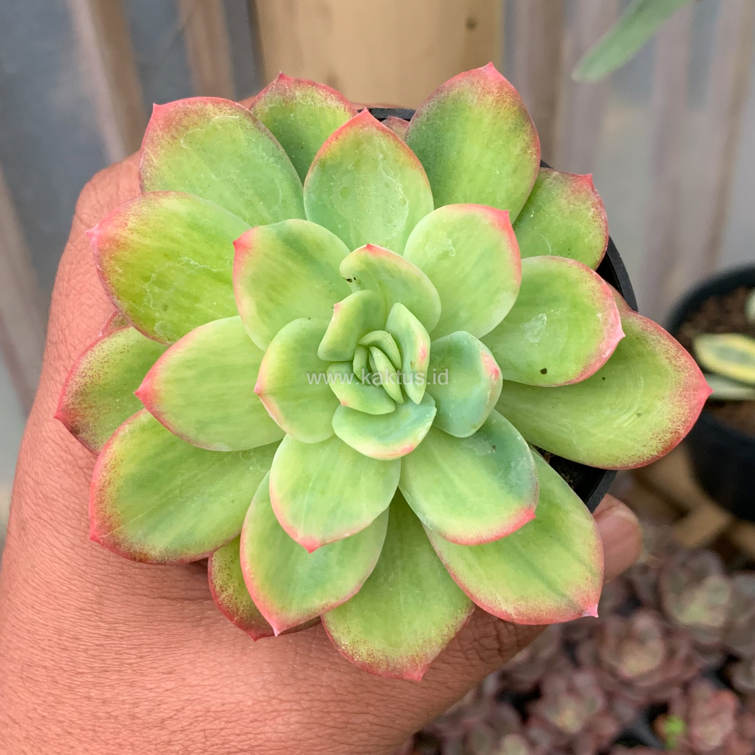 970. Echeveria Lemon Blood Spot - Image 6