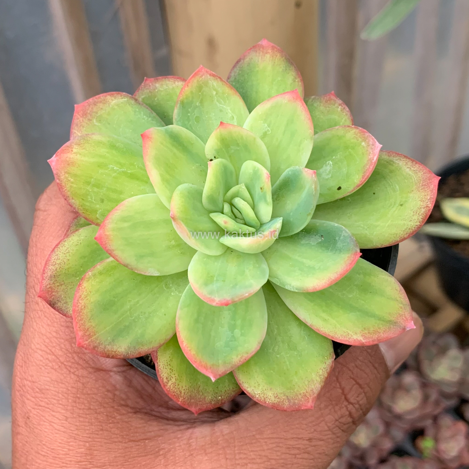 970. Echeveria Lemon Blood Spot - Image 5