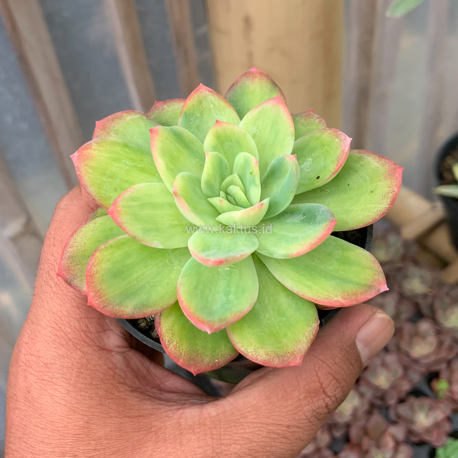 970. Echeveria Lemon Blood Spot - Image 4
