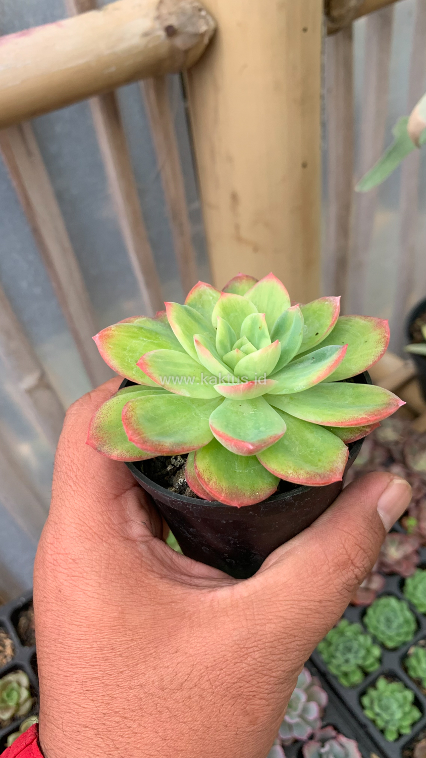 970. Echeveria Lemon Blood Spot - Image 3