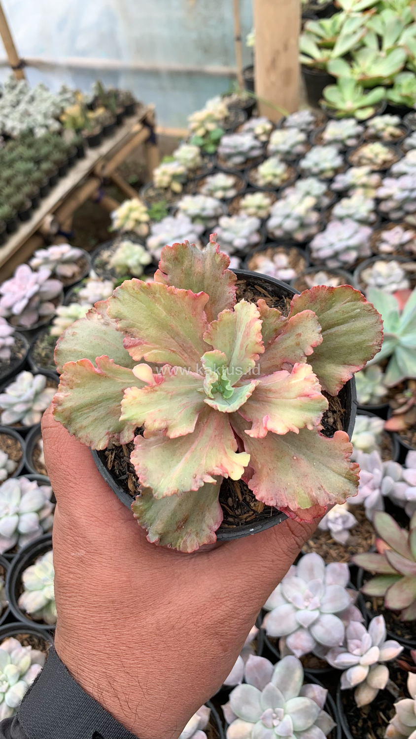 971. Echeveria Chantilly Rose Fire - Image 7
