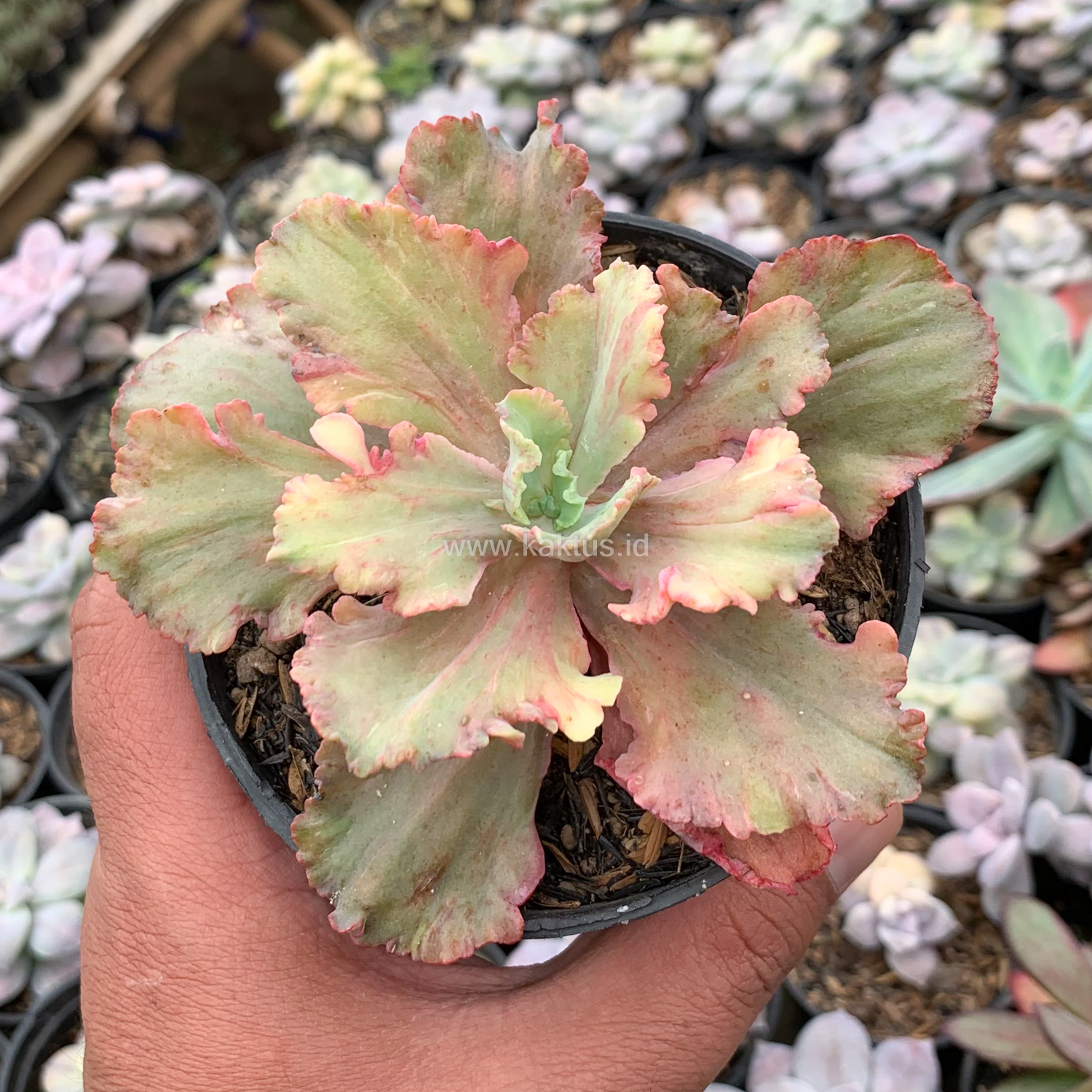 971. Echeveria Chantilly Rose Fire - Image 6