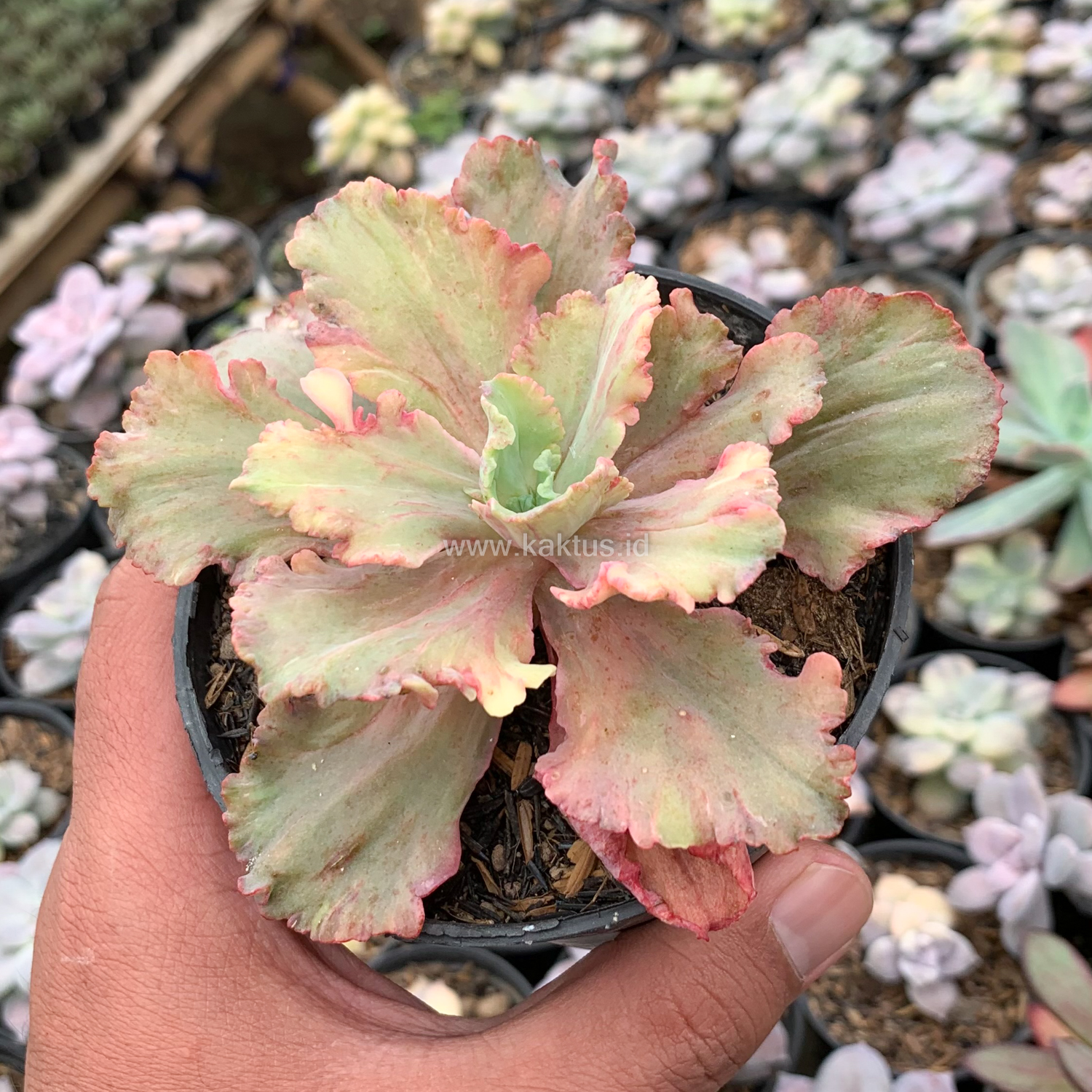 971. Echeveria Chantilly Rose Fire - Image 5