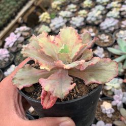 Alternative view of 971. Echeveria Chantilly Rose Fire