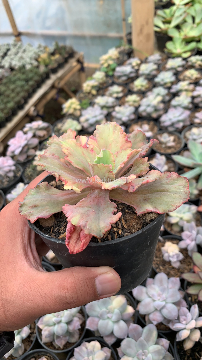 971. Echeveria Chantilly Rose Fire - Image 2