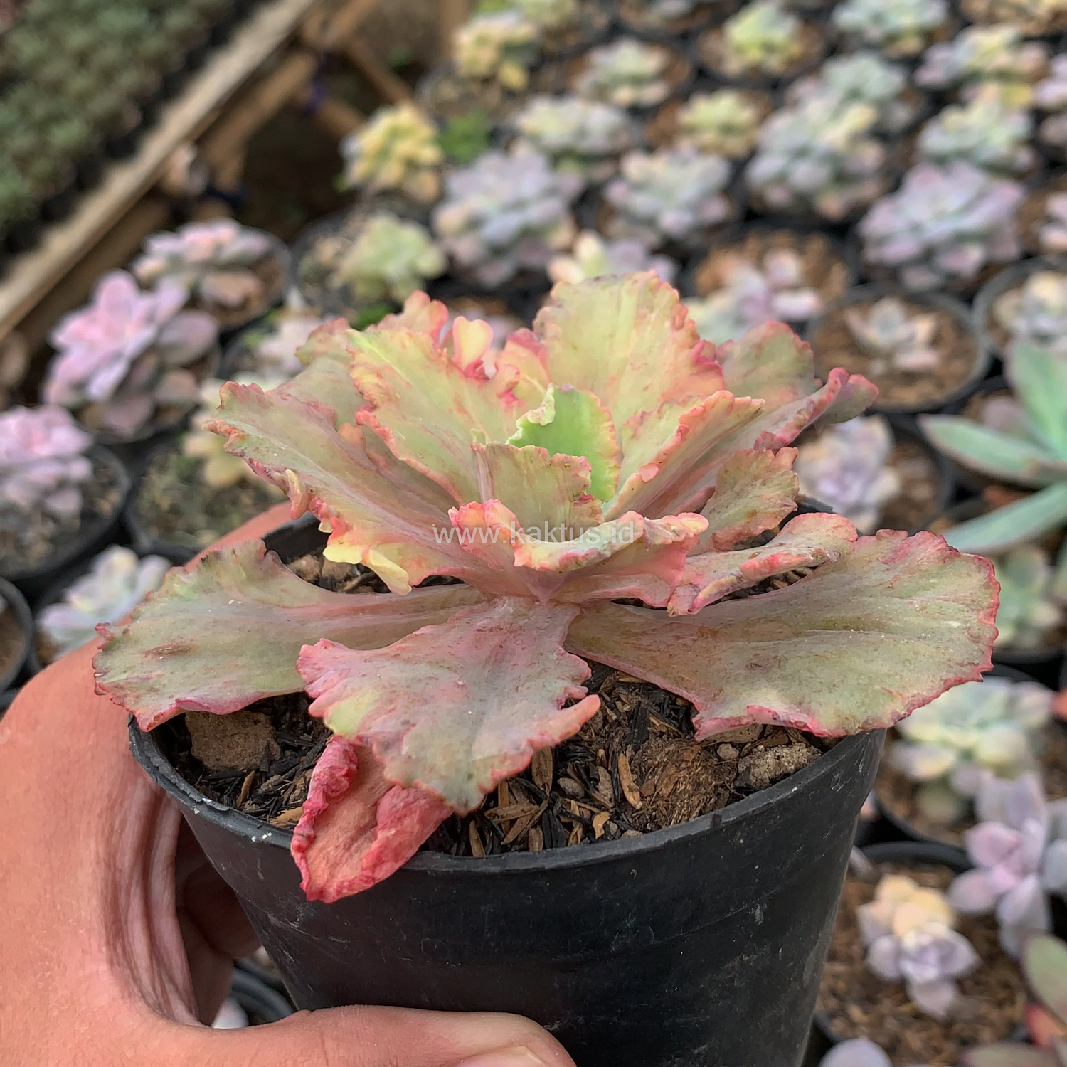 971. Echeveria Chantilly Rose Fire - Image 4