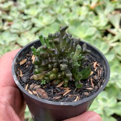 972. Kalanchoe Daigremontiana Cristata Mutation ( From Mother of Thousands Plants )