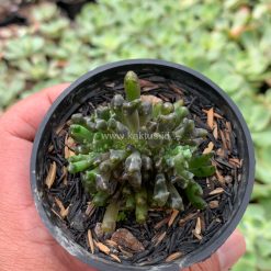 Alternative view of 972. Kalanchoe Daigremontiana Cristata Mutation ( From Mother of Thousands Plants )