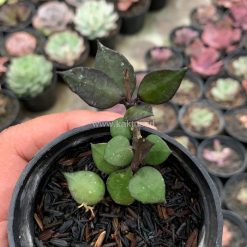 Alternative view of 973. Hoya Carnosa Black Queen