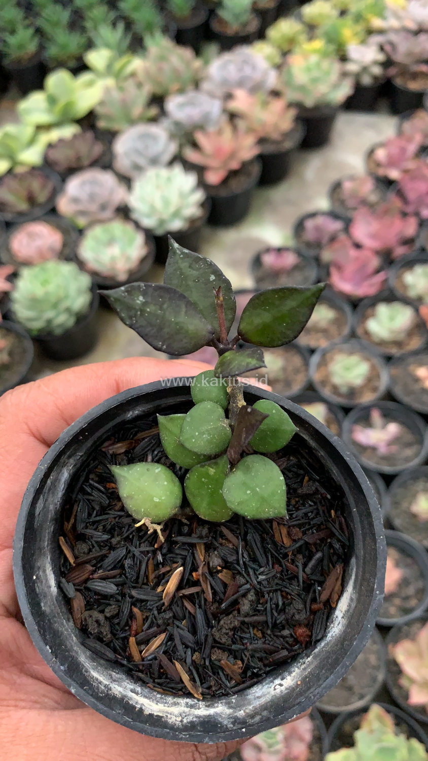 973. Hoya Carnosa Black Queen - Image 2