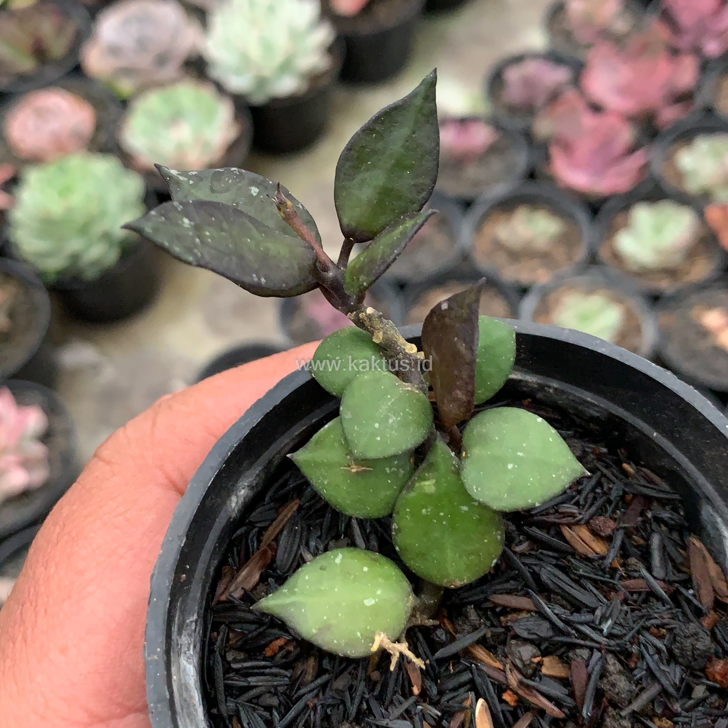 973. Hoya Carnosa Black Queen - Image 3