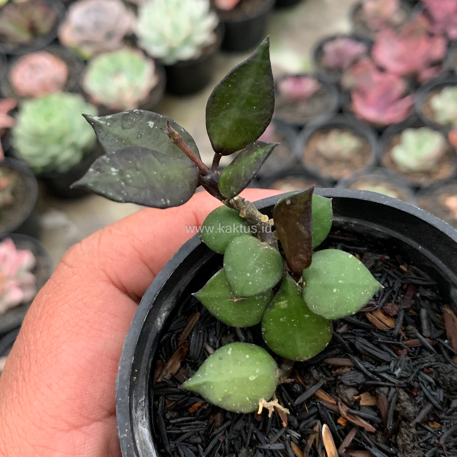 973. Hoya Carnosa Black Queen - Image 4