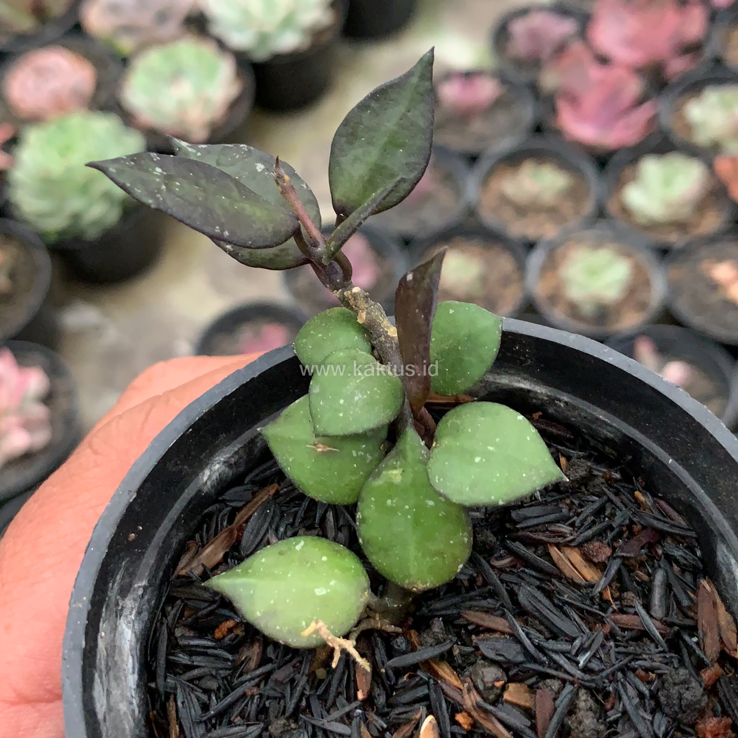 973. Hoya Carnosa Black Queen - Image 5
