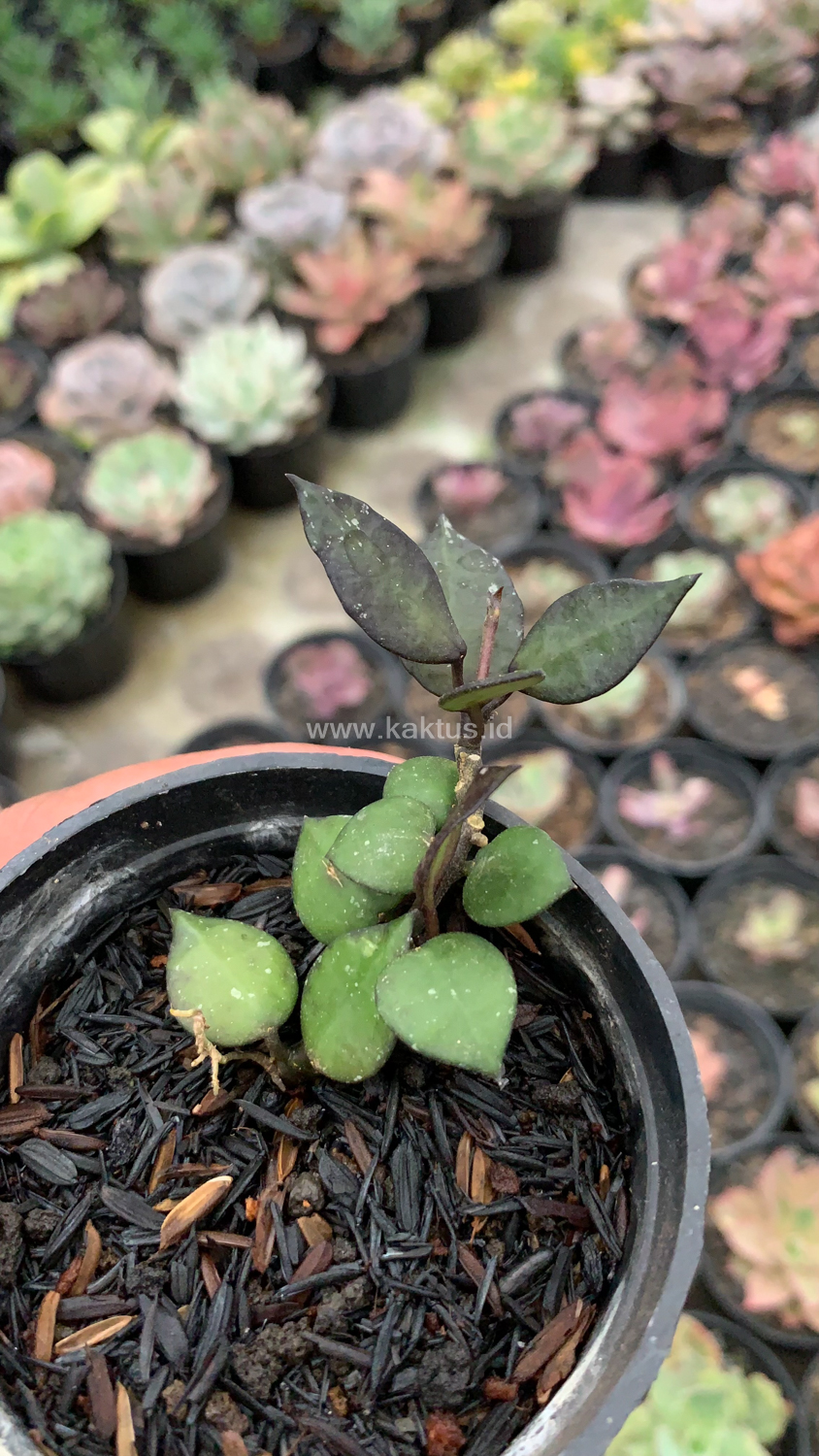 973. Hoya Carnosa Black Queen - Image 6