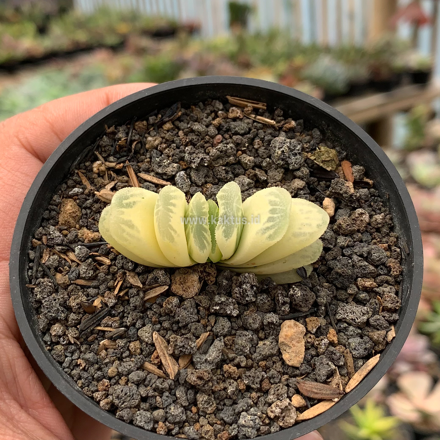 975. Haworthia Lime Green Aurea Variegated - Image 6