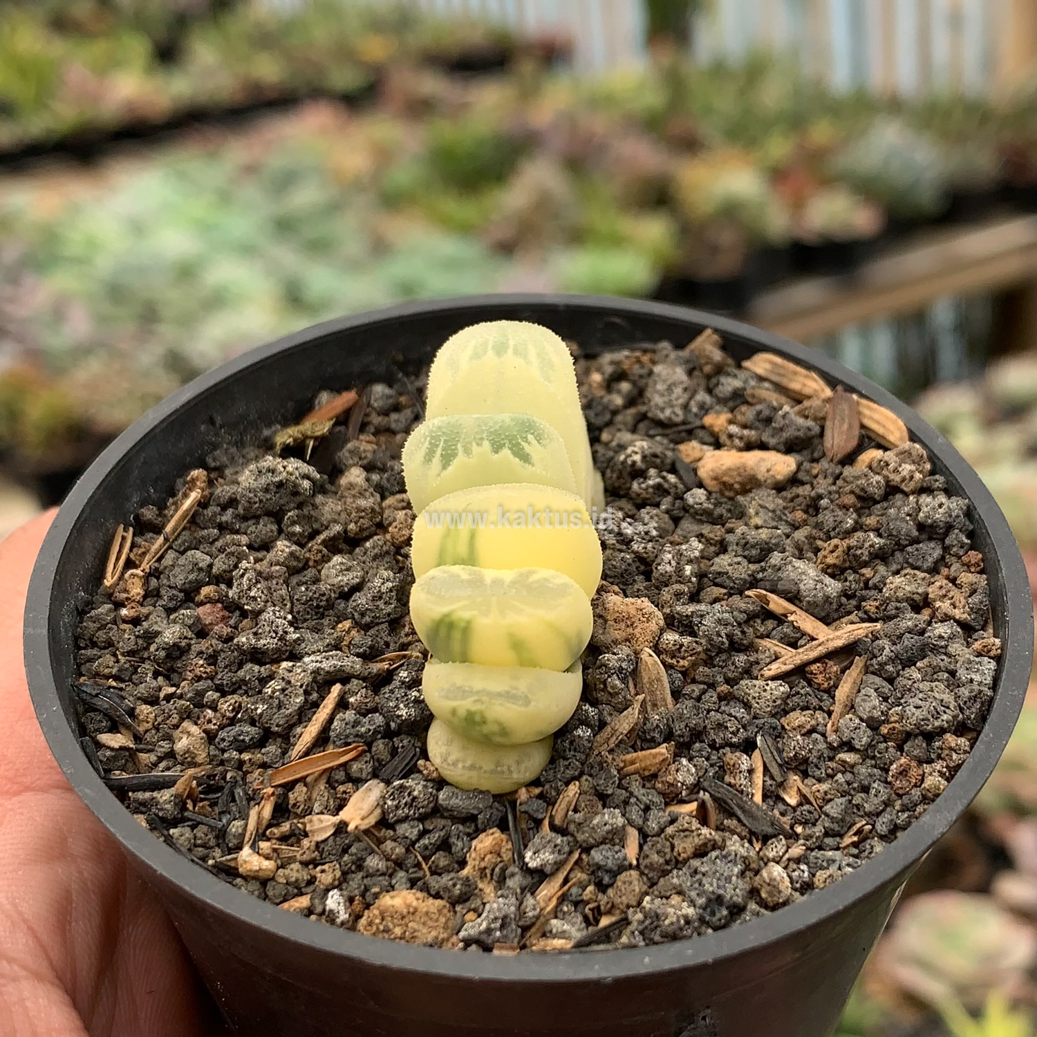 975. Haworthia Lime Green Aurea Variegated - Image 2