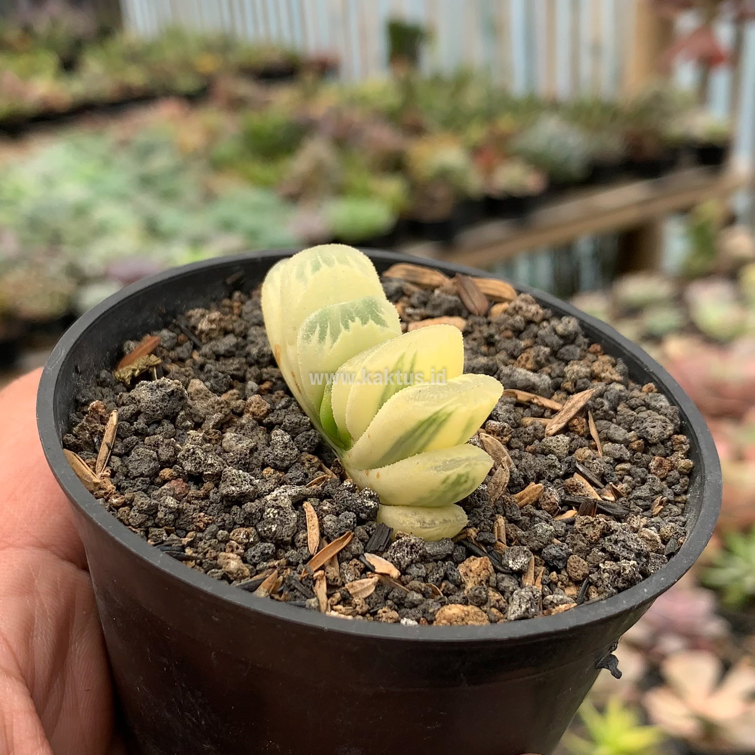 975. Haworthia Lime Green Aurea Variegated - Image 5