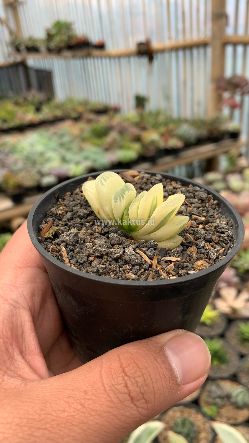 975. Haworthia Lime Green Aurea Variegated - Image 4
