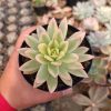 1526. Echeveria Agavoides Red Tip Aurea Variegated