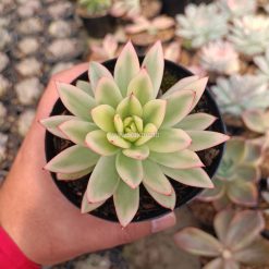1526. Echeveria Agavoides Red Tip Aurea Variegated