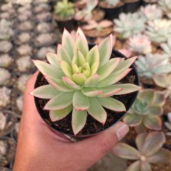 Alternative view of 1526. Echeveria Agavoides Red Tip Aurea Variegated