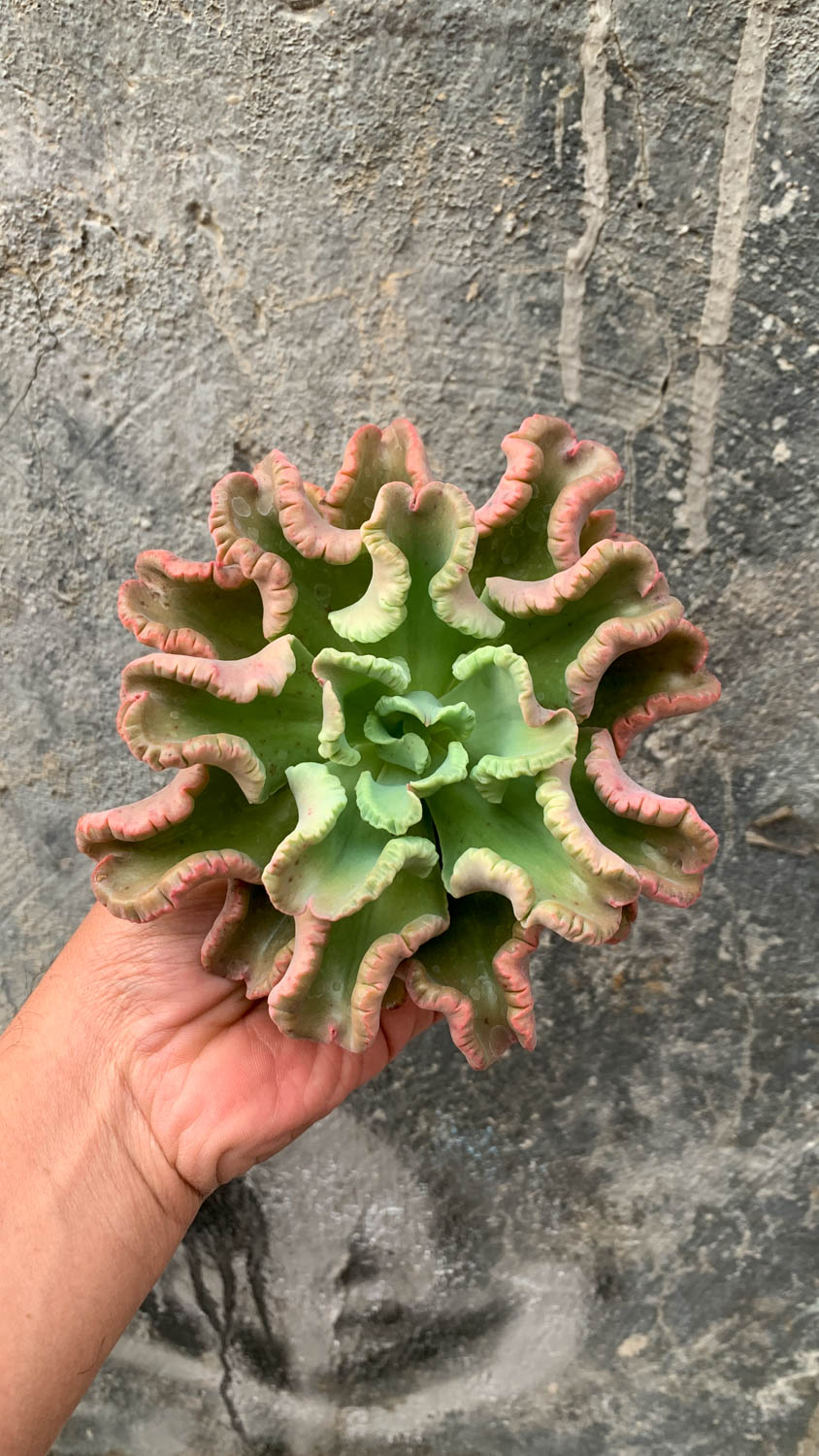 976. Echeveria Octopus Size 12 Cm - Image 5