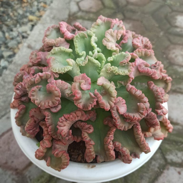 938. Echeveria Octopus Size 20 Cm