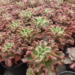 Alternative view of 976. Echeveria Octopus Size 12 Cm